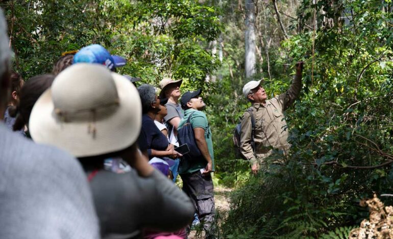  Hornsby Residents Invited to Experience the Shire’s Bushland Through Spring Walks